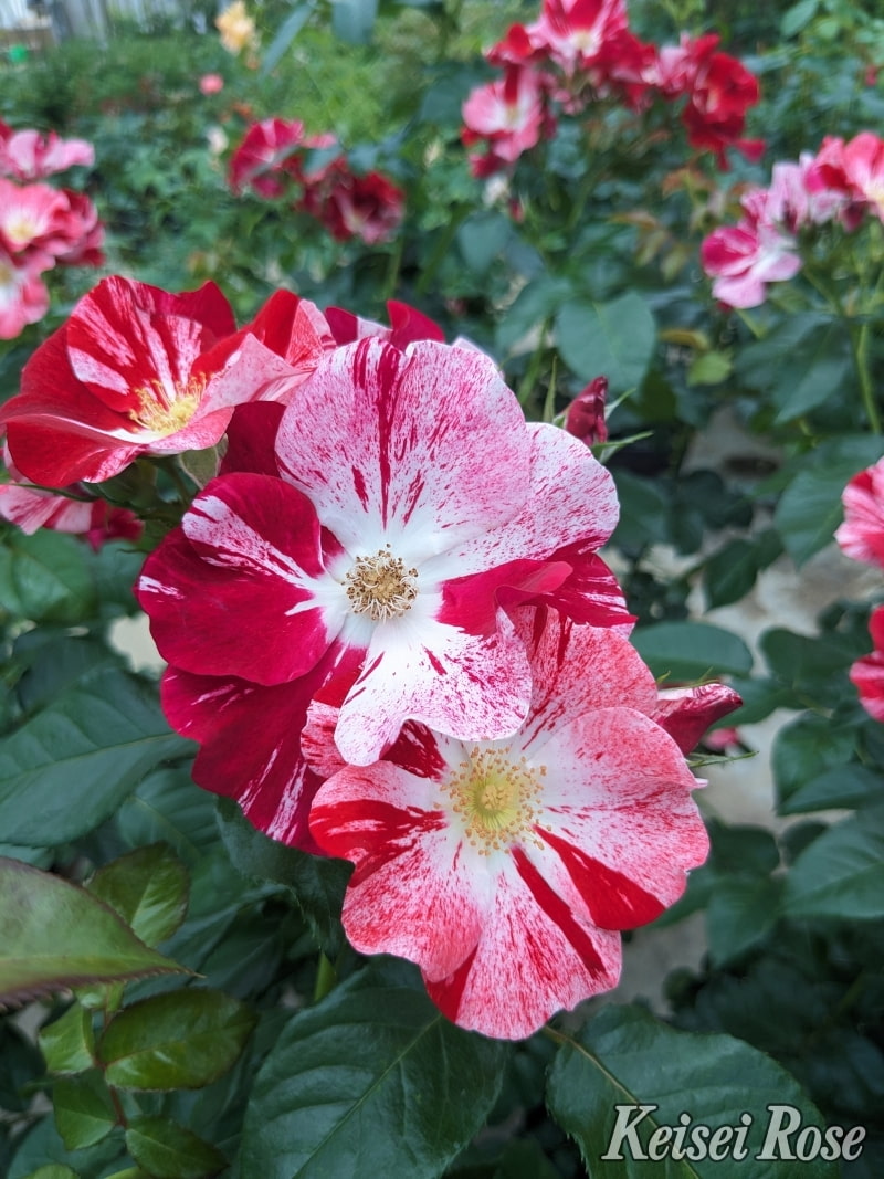 シムサラビン！｜バラ苗の通販の篠宮バラ園